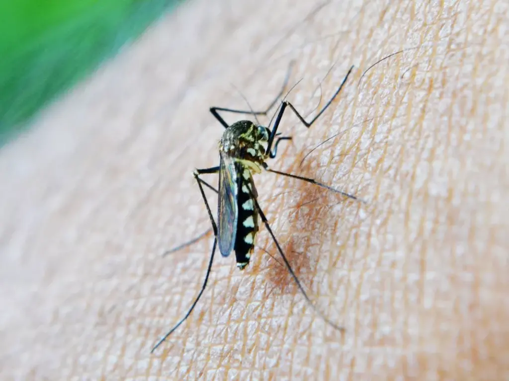 Primul pacient din vestul țării infectat cu virusul West Nile, internat la Spitalul de Boli Infecțioase si Pneumoftiziologie Dr. Victor Babeș Timișoara West Nile